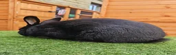 New Zealand rabbits for sale: Handsome Boy Looking for His Forever Home - Advert 3