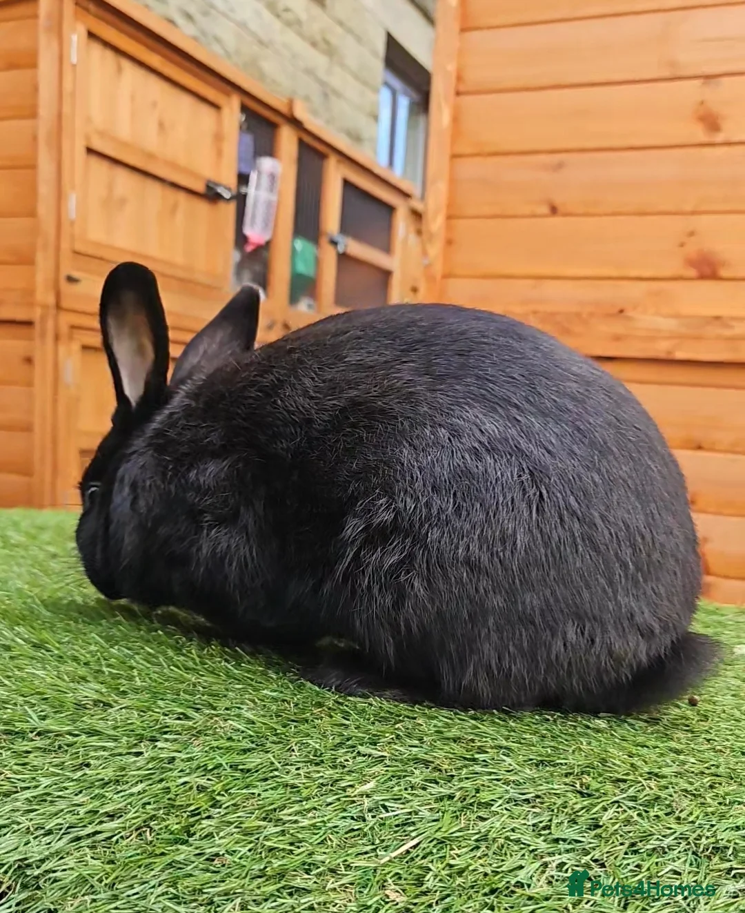 New Zealand rabbits for sale: Handsome Boy Looking for His Forever Home - Advert 3