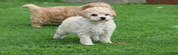 Poochon dogs for sale: Beautiful Poochon puppies for sale  - Advert 19