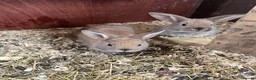 Mini Lop rabbits for sale: Lovely Mini Lop buns looking for their new homes - Advert 5