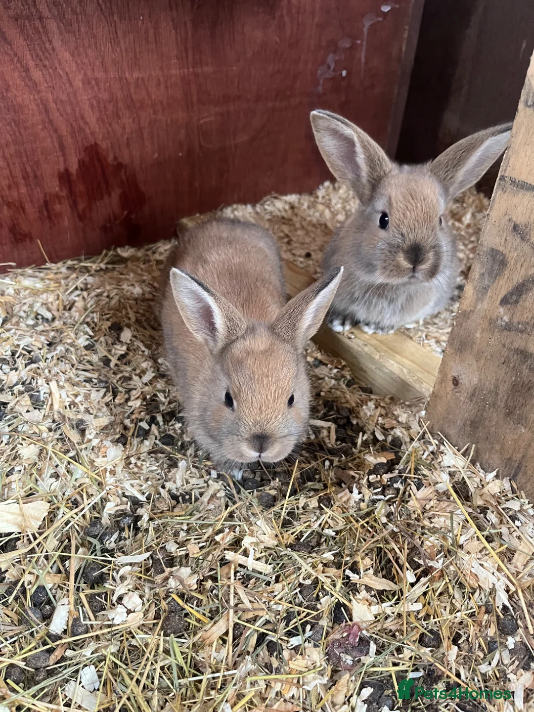 Mini Lop rabbits for sale: Lovely Mini Lop buns looking for their new homes - Advert 5