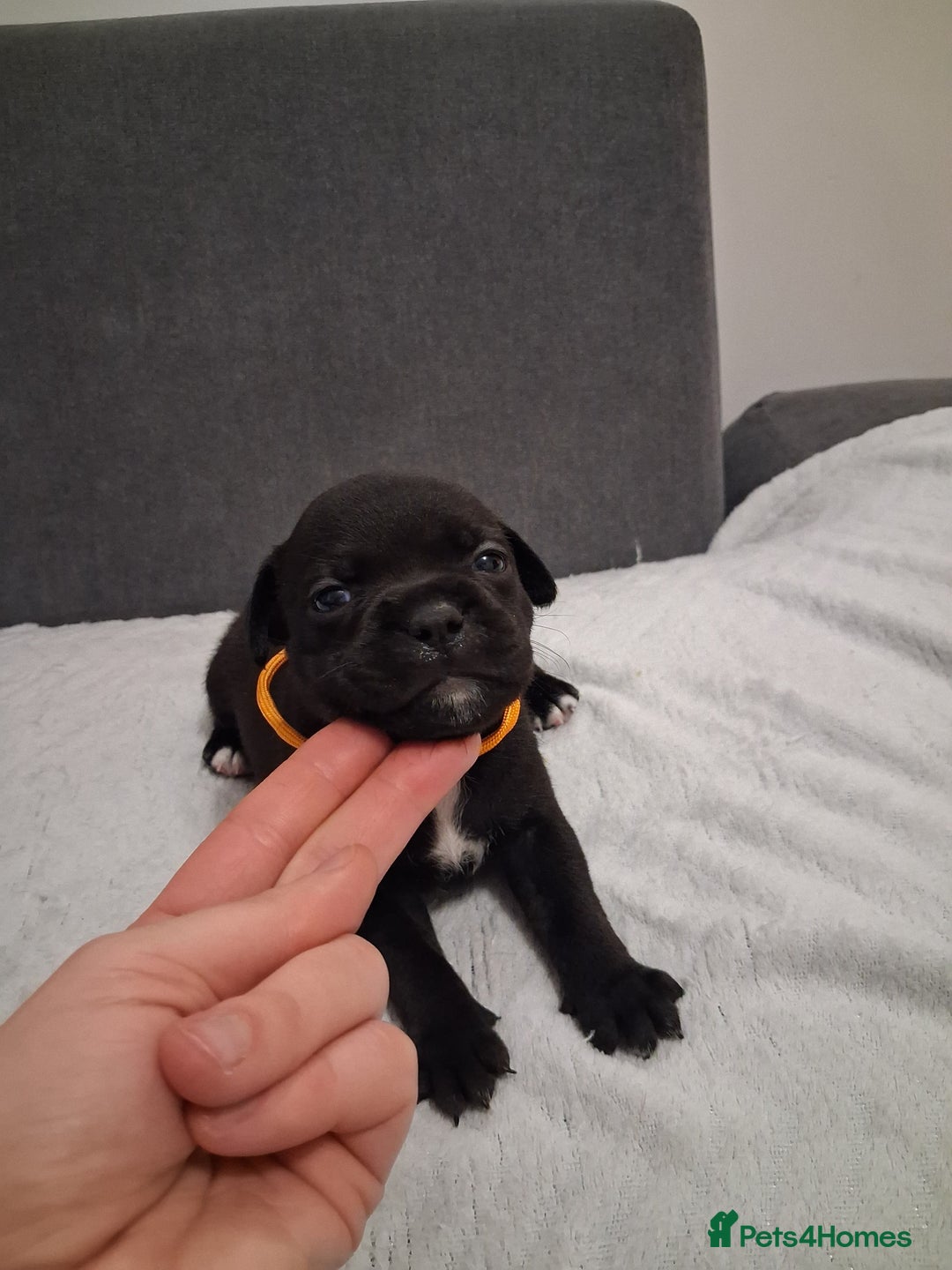 Staffordshire Bull Terrier dogs for sale: Show quality Staffordshire Bull Terrier - Advert 13