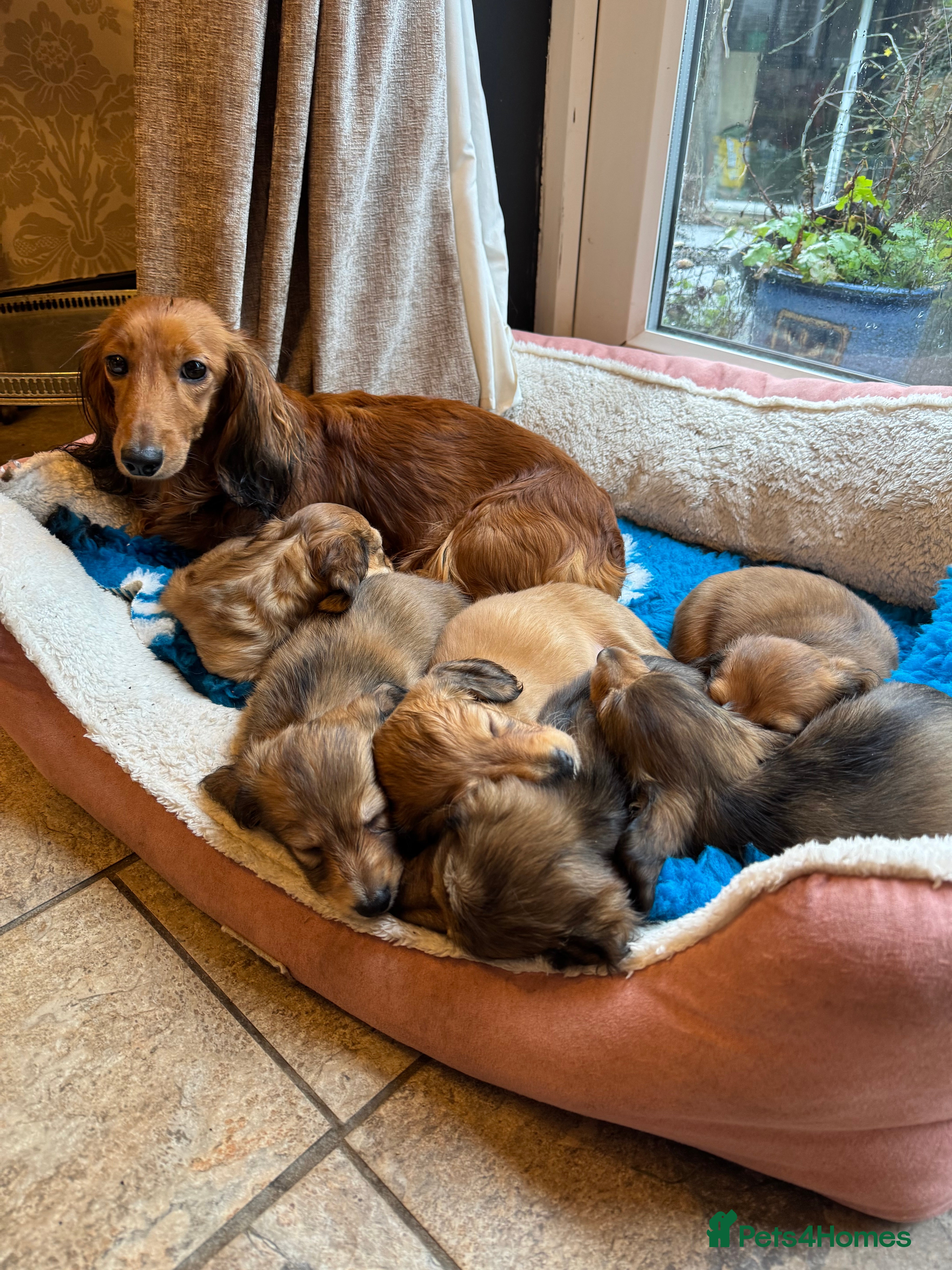 Miniature Dachshund dogs Minature dachshunds long haired - Advert 1