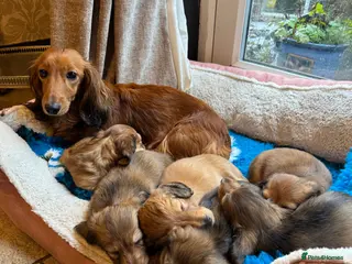 Miniature Dachshund dogs Minature dachshunds long haired - Advert 5