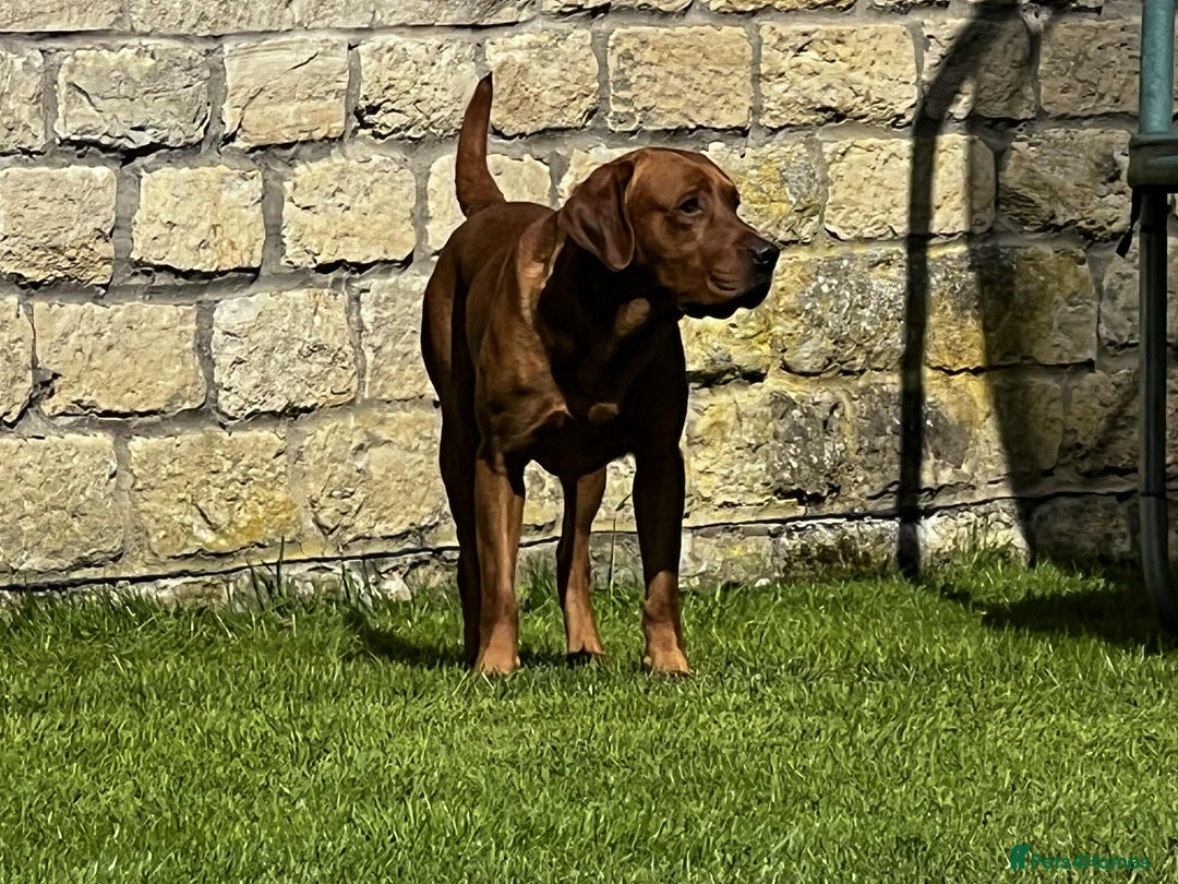 Labrador Retriever dogs for stud: Stud dog - Advert 2