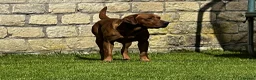 Labrador Retriever dogs for stud: Stud dog - Advert 2