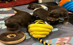 Cocker Spaniel dogs for sale: Beautiful Cocker Spaniel Puppies - Advert 34