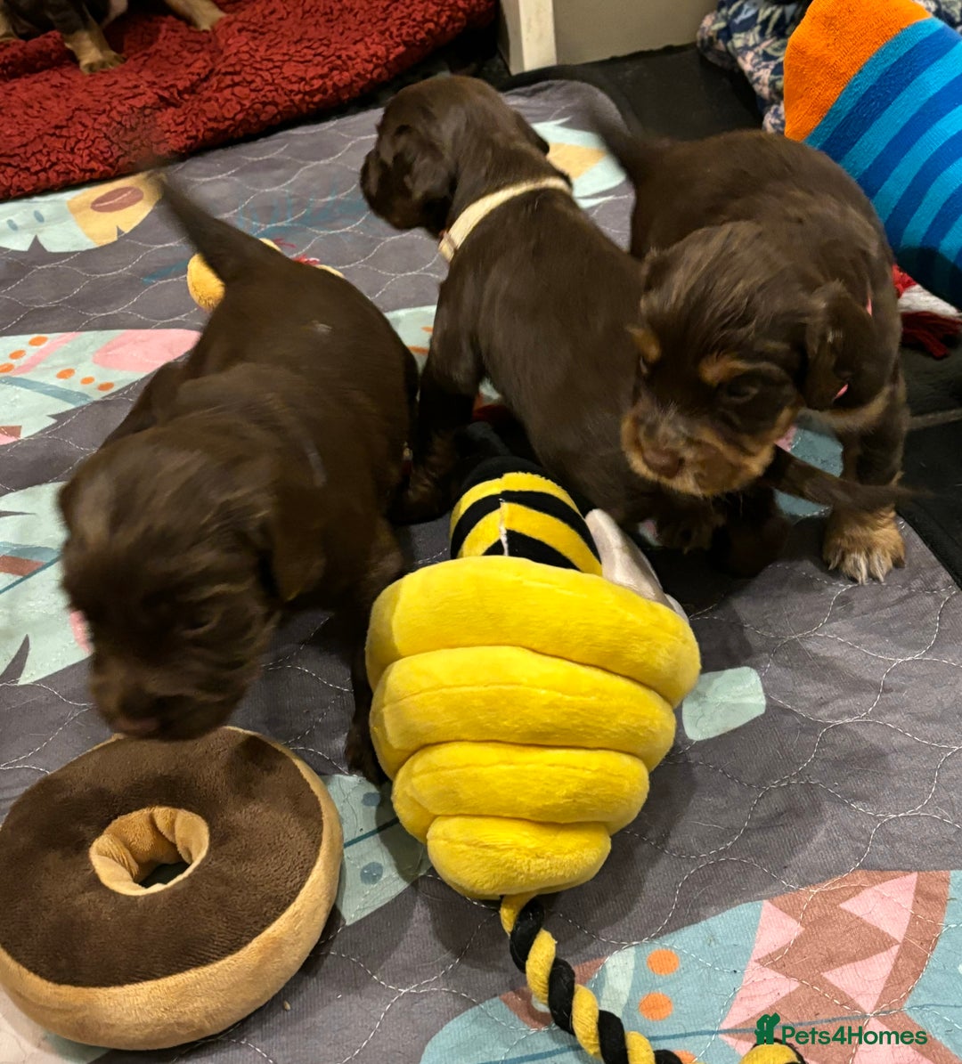 Cocker Spaniel dogs for sale: Beautiful Cocker Spaniel Puppies - Advert 34