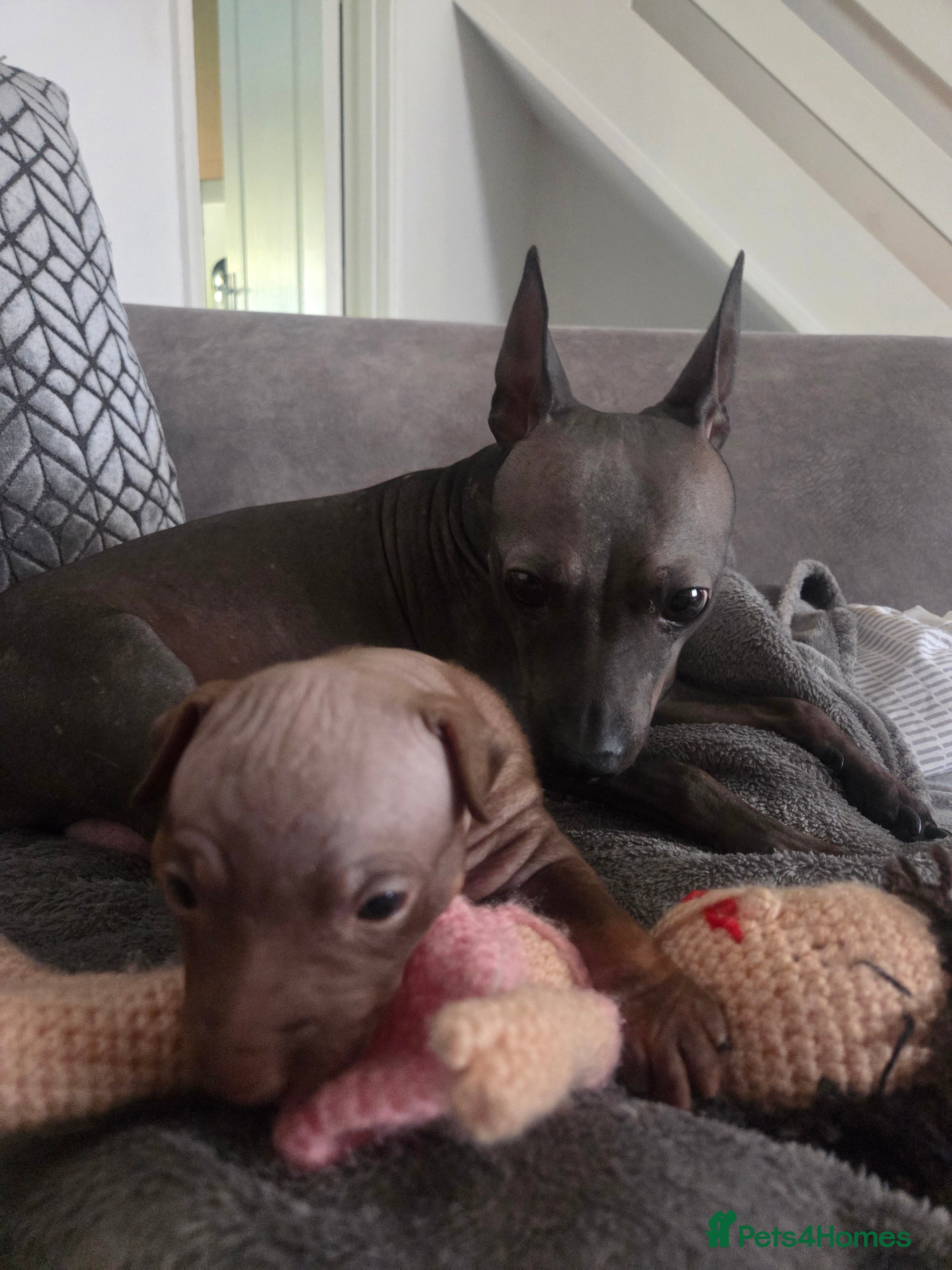 Mexican Hairless dogs American hairless terrier  - Advert 3