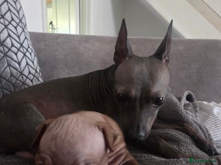 Mexican Hairless dogs American hairless terrier - Advert 3