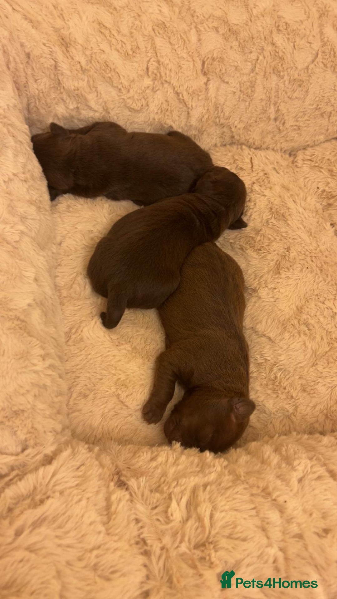 Patterdale Terrier dogs for sale: red patterdale pups  - Advert 15