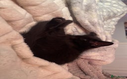 Mixed Breed cats for sale: 5 beautiful kittens ready to go! - Image 21