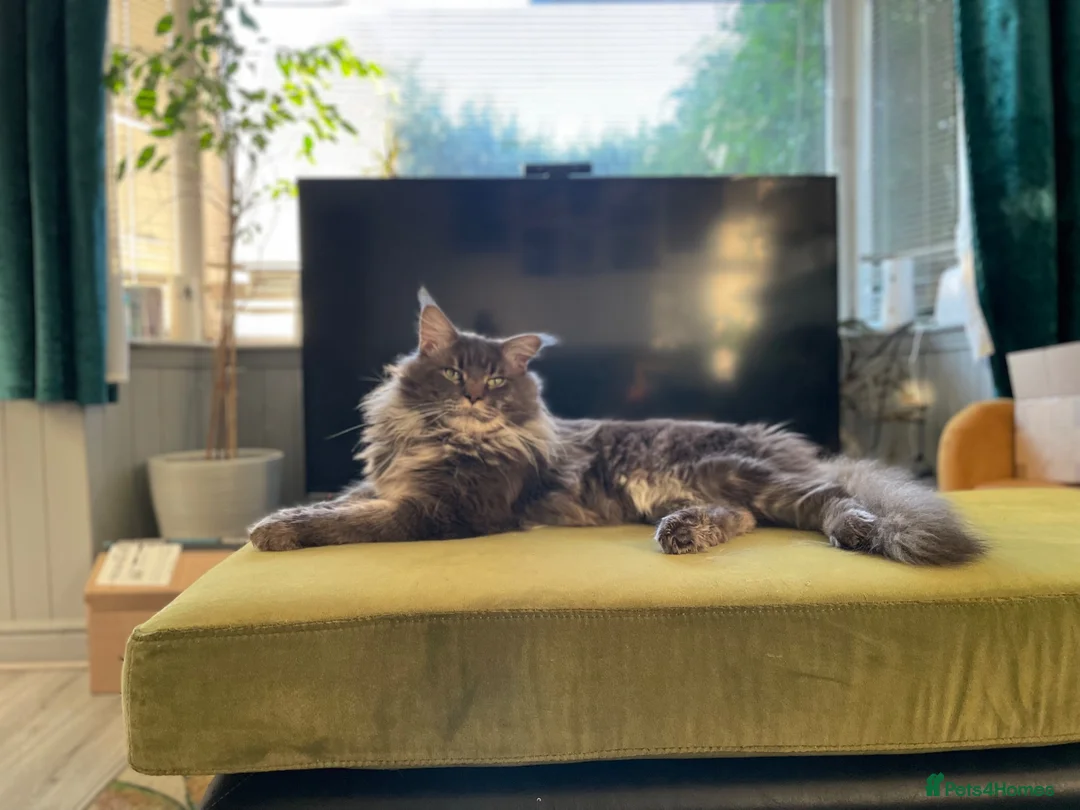 Maine Coon cats for sale: GCCF Fully Registered Maine Coon Kittens  - Advert 29