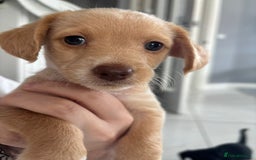 Mixed Breed dogs for sale: Cockapoochi Puppies - Cockapoo Chihuahua hydbrid - Image 32