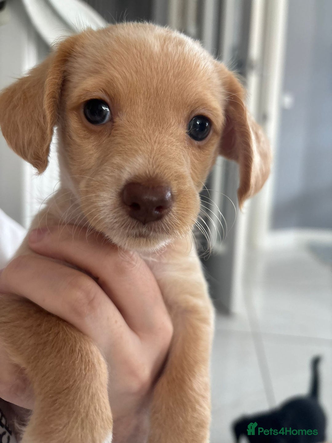 Mixed Breed dogs for sale: Cockapoochi Puppies - Cockapoo Chihuahua hydbrid - Image 32