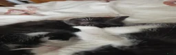 Domestic Shorthair cats for sale: Fluffy kittens - Advert 23