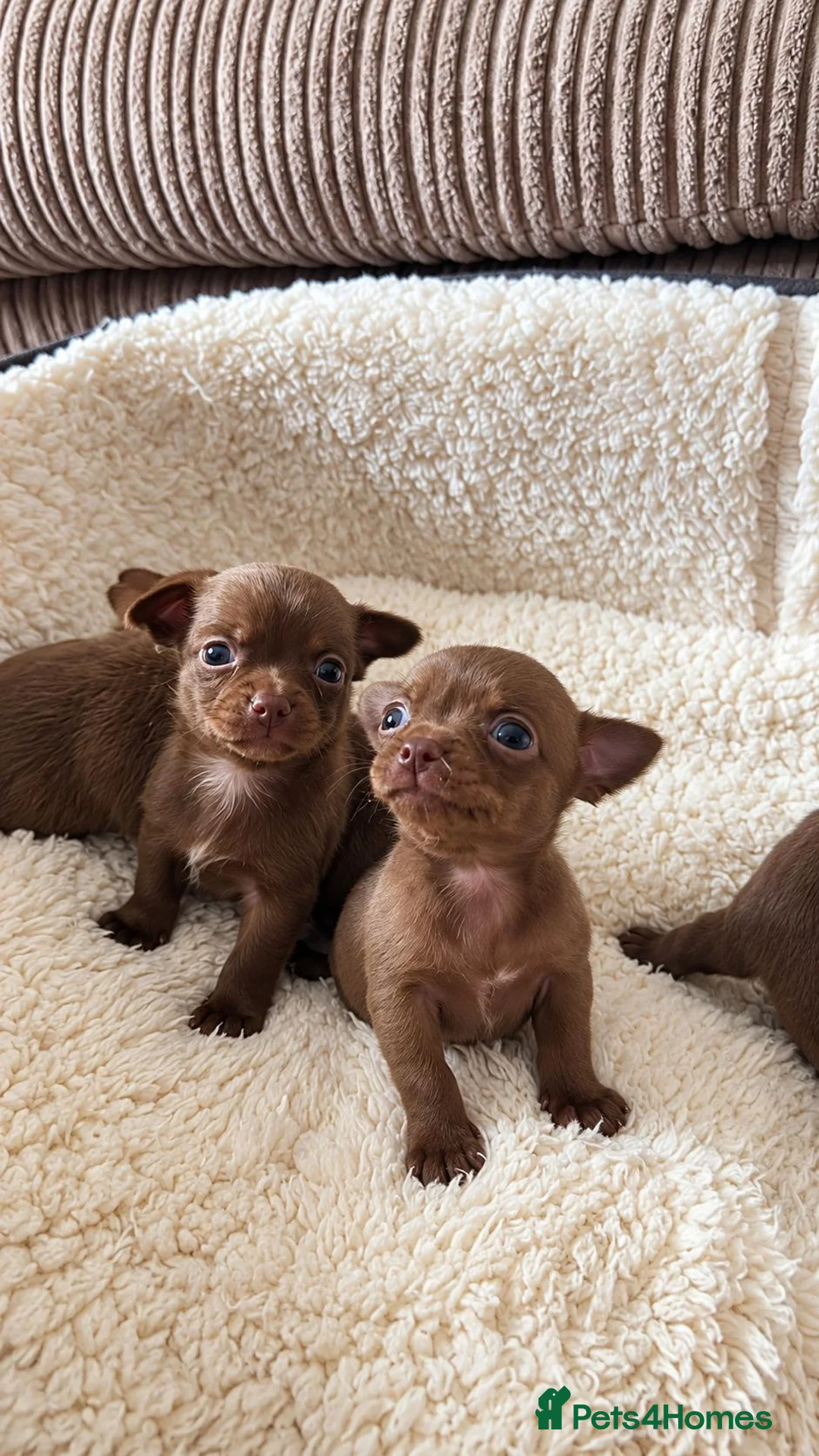 Chihuahua dogs for sale: Beautiful Chocolate Chihuahua Puppies 🐶❤️ - Advert 2