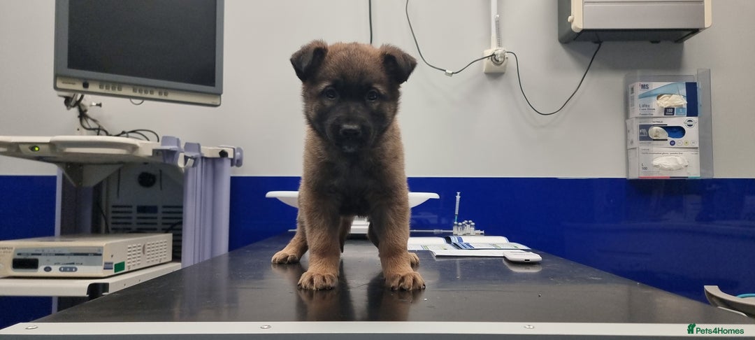 German Shepherd dogs for sale: German Shepherd Puppies - Advert 2