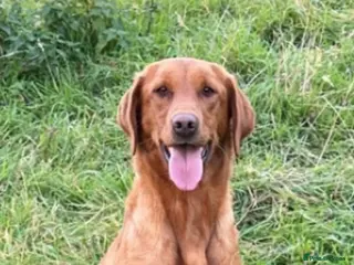 Labrador Retriever dogs KC Registered Fox Red Labrador Puppies - Advert 1