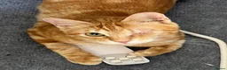 Arabian Mau cats for adoption: Baby Moi - Advert 1