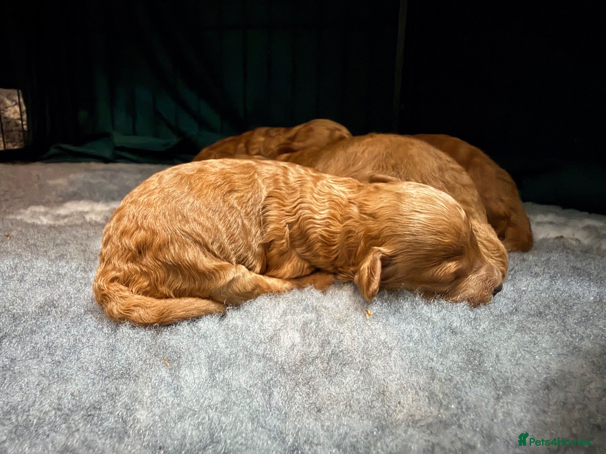 Toy Poodle dogs GORGEOUS RED TOY POODLE PUPPIES FOR SALE  - Advert 11