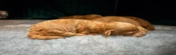 Toy Poodle dogs for sale: GORGEOUS RED TOY POODLE PUPPIES FOR SALE  - Advert 1