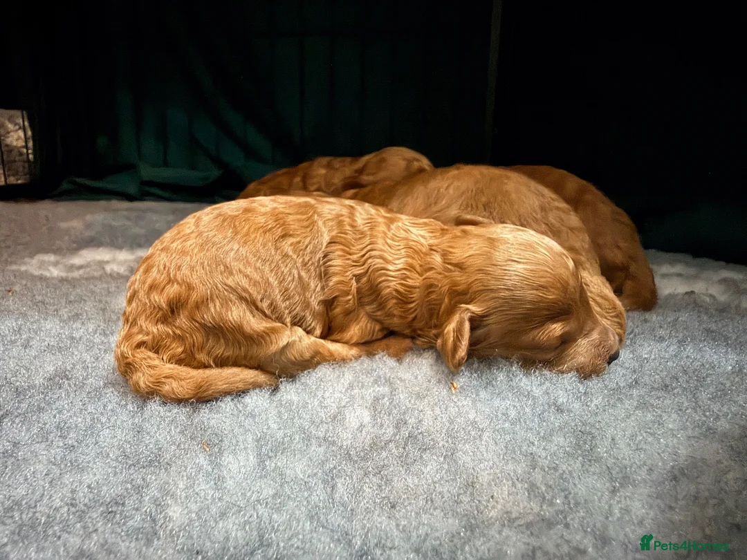 Toy Poodle dogs for sale: GORGEOUS RED TOY POODLE PUPPIES FOR SALE  - Advert 1