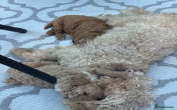Toy Poodle dogs for sale: Two toy poodle girls - Image 3