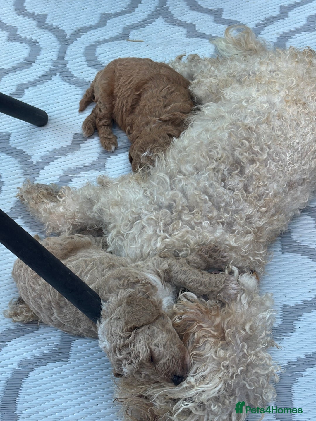 Toy Poodle dogs for sale: Two toy poodle girls - Image 3
