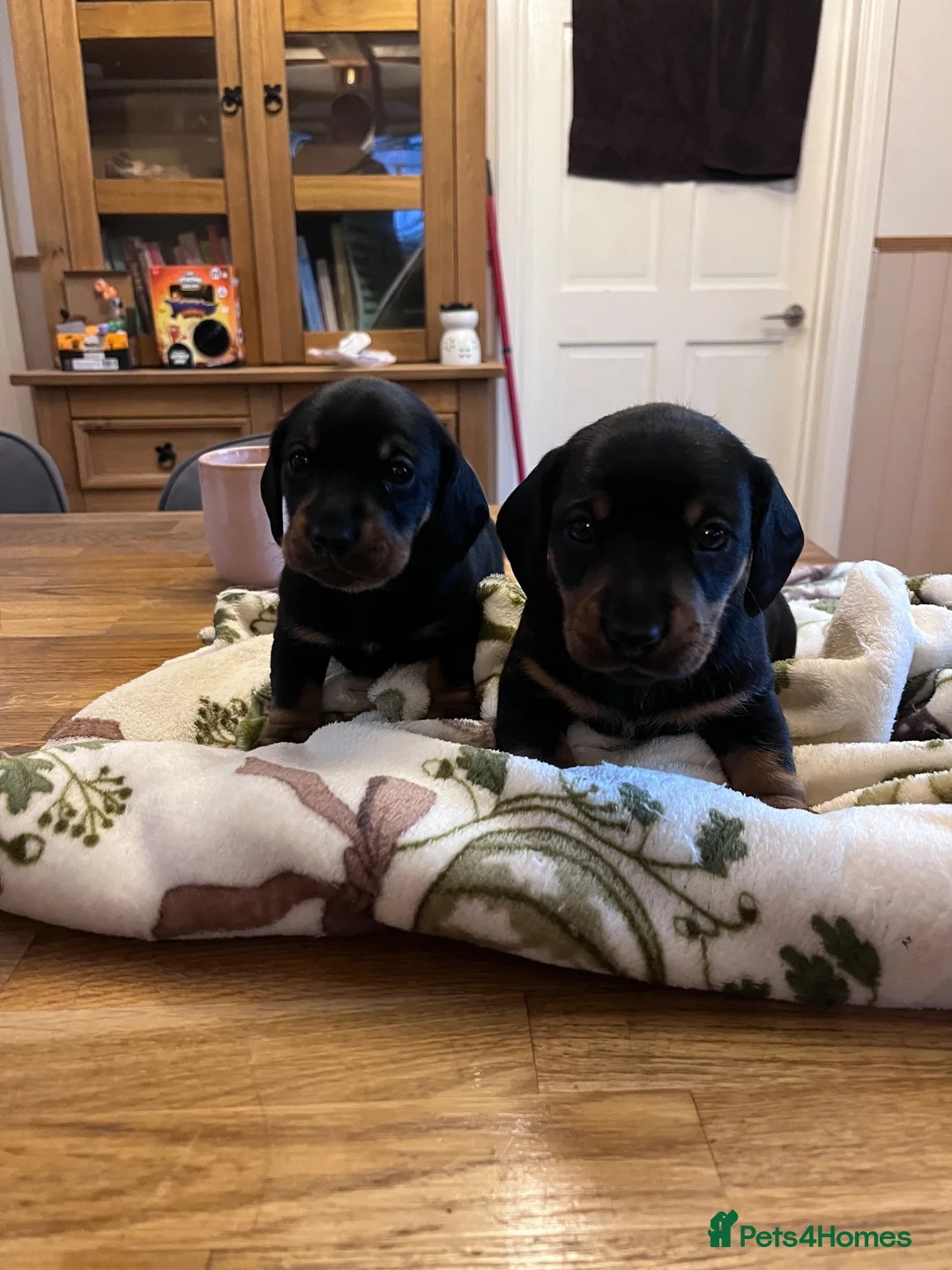 Dachshund dogs for sale: Puppies miniature Dachshund  - Advert 1