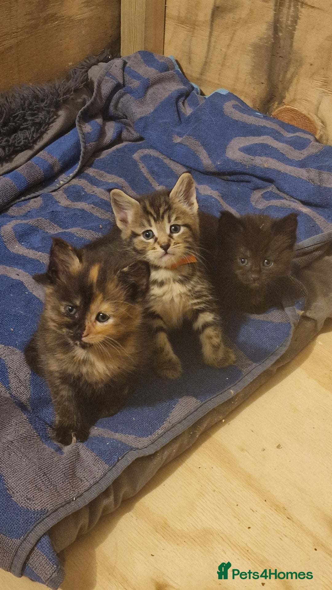 Maine Coon cats for sale: Beautiful Mainecoon X  9 kittens  - Image 25
