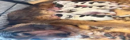 Cocker Spaniel dogs for sale: Gorgeous KC babes from full health checked parents - Advert 15