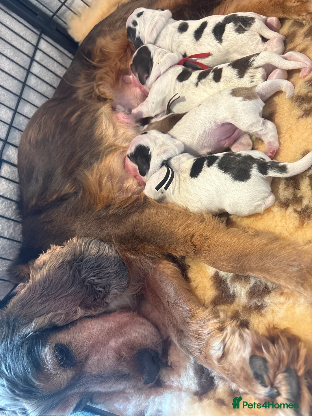 Cocker Spaniel dogs for sale: Gorgeous KC babes from full health checked parents - Advert 15