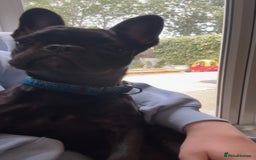 French Bulldog dogs for sale: Luna the Frenchie *FREE* - Image 11