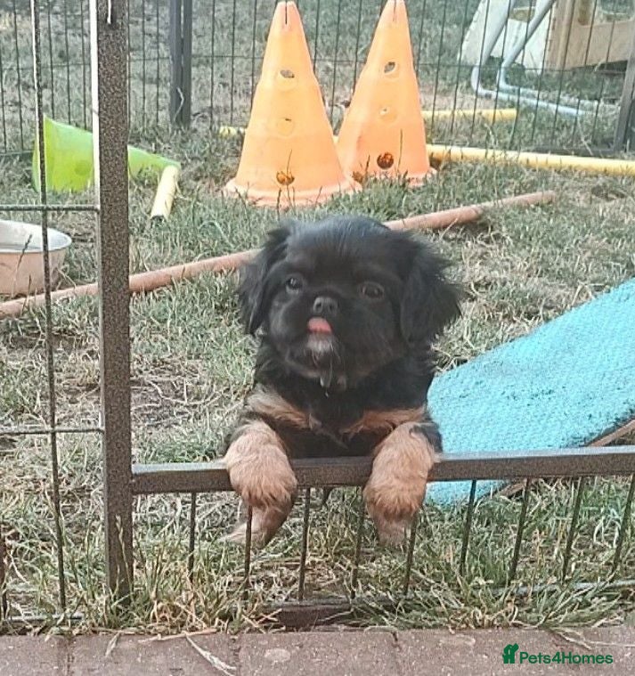 Mixed Breed dogs Adorable Teddy Bear Pupps CKCS × Griffon Belge - Advert 1