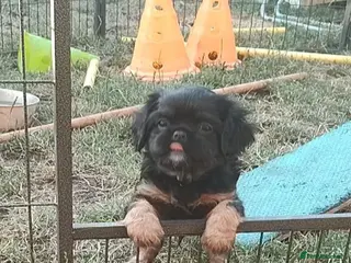 Mixed Breed dogs Adorable Teddy Bear Pupps CKCS × Griffon Belge - Advert 1
