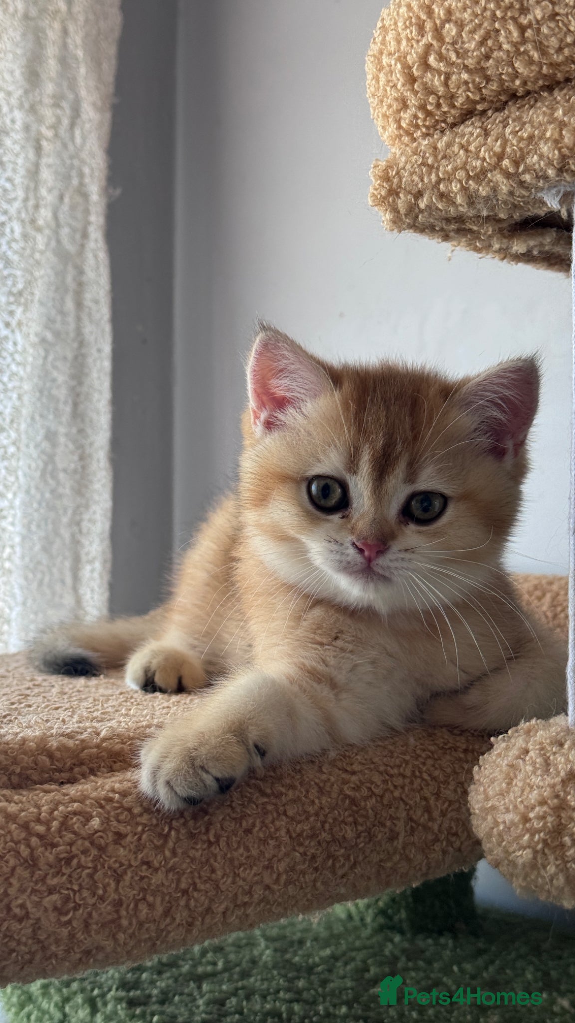 British Shorthair cats for sale: ADORABLE GCCF BSH CHOCOLATE GOLD KITTENS  - Advert 3