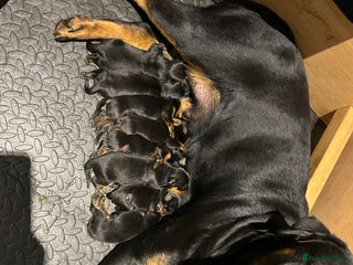 Rottweiler dogs KC Rottweiler Puppies - Advert 1