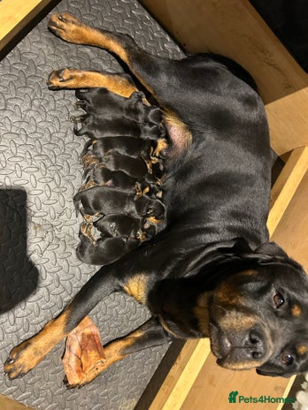 Rottweiler dogs KC Rottweiler Puppies - Advert 1