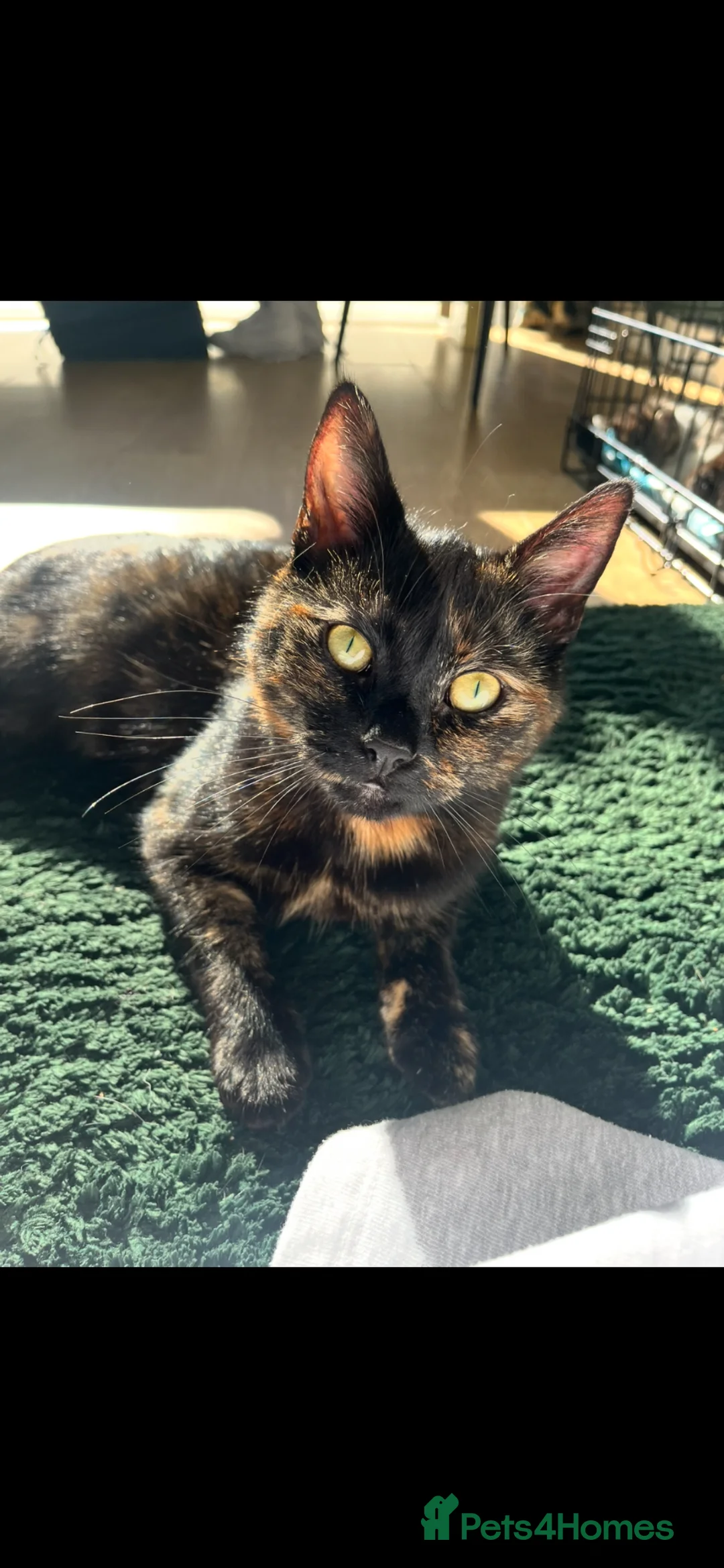 Mixed Breed cats for sale: Gorgeous kittens  - Advert 9