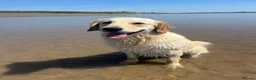 Golden Retriever dogs for sale: Golden retriever puppies  in Newnham - Advert 1