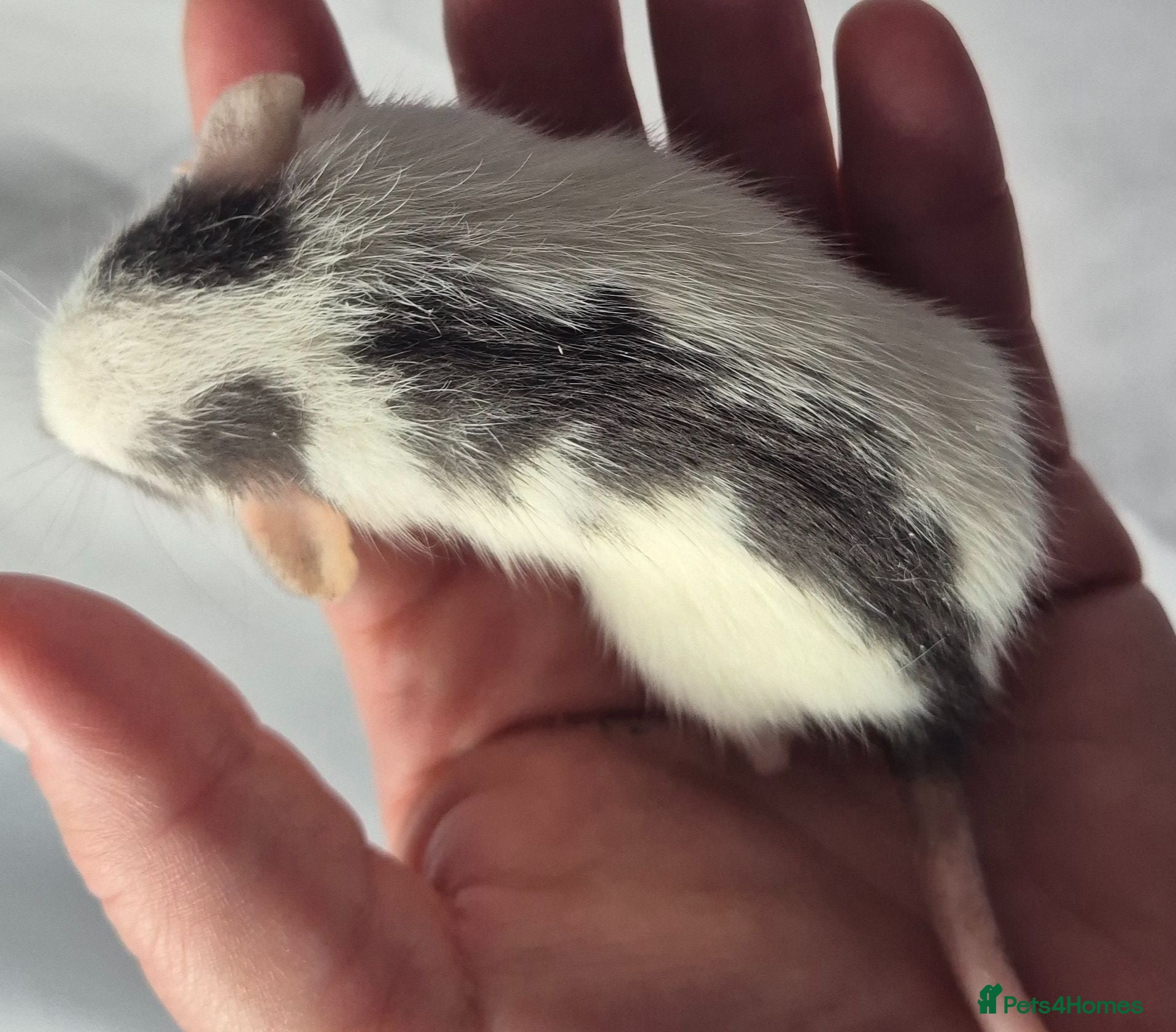 Rat rodents Female Baby Dumbo Rats  - Advert 17