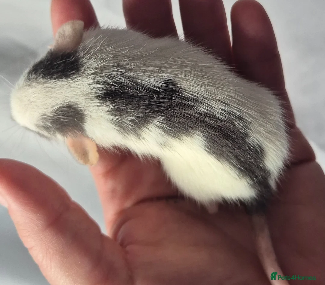 Rat rodents for sale: Female Baby Dumbo Rats  - Advert 2