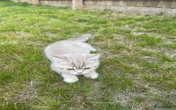 British Shorthair cats for sale: 4 Adorable Kittens are looking for new homes  - Image 4