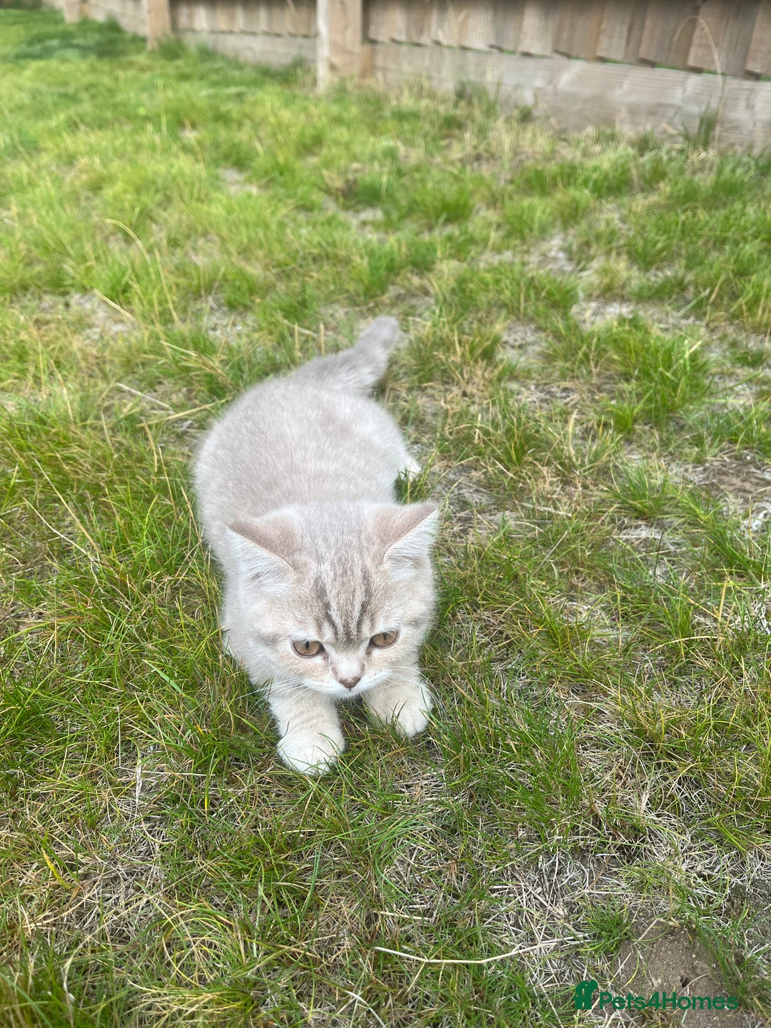 British Shorthair cats for sale: 4 Adorable Kittens are looking for new homes  - Image 4