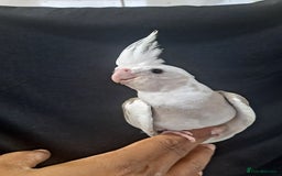 Cockatiels birds for sale: Silly hand tamed cockatiels for sale  - Image 12