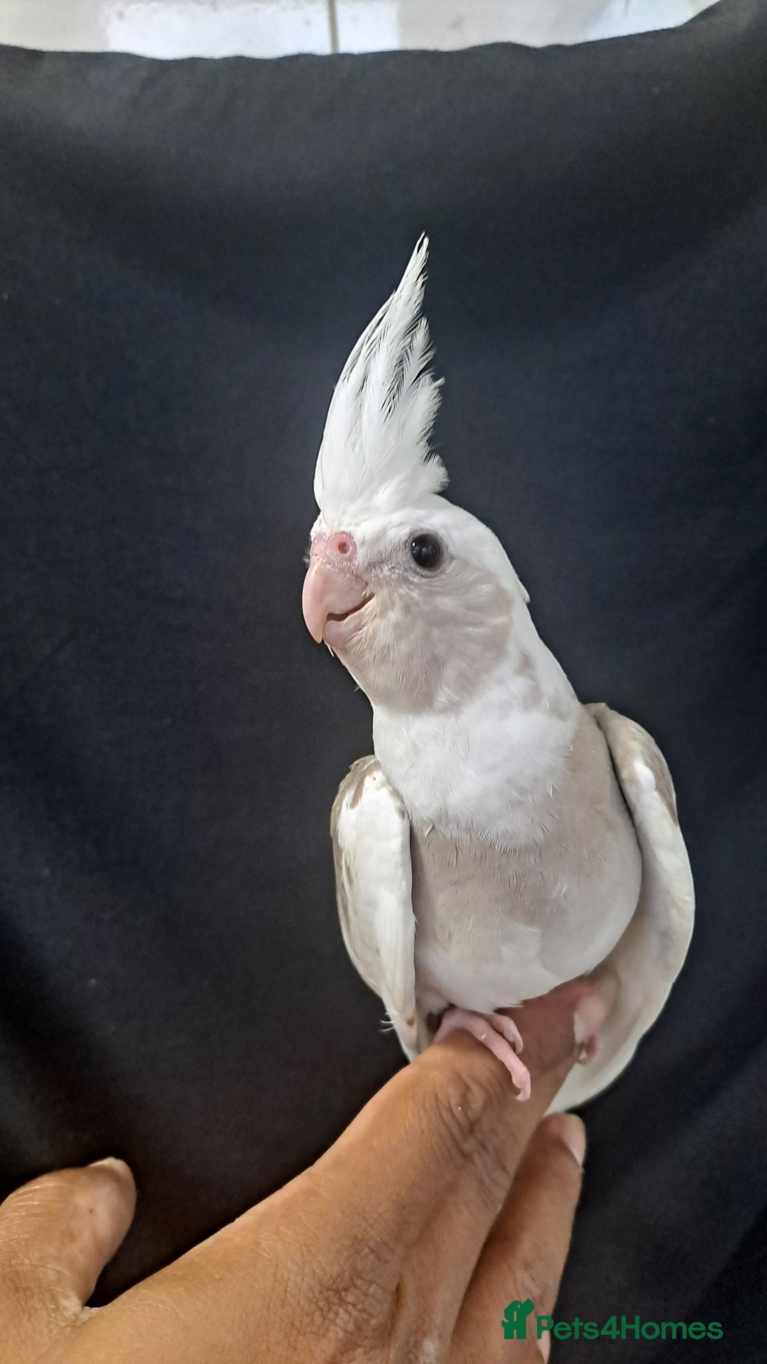Cockatiels birds for sale: Silly hand tamed cockatiels for sale  - Image 12