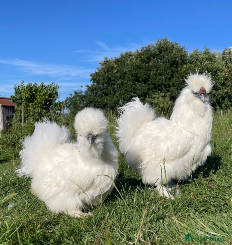 Chickens poultry Hens,Chickens SILKIES LAYING  - Advert 1