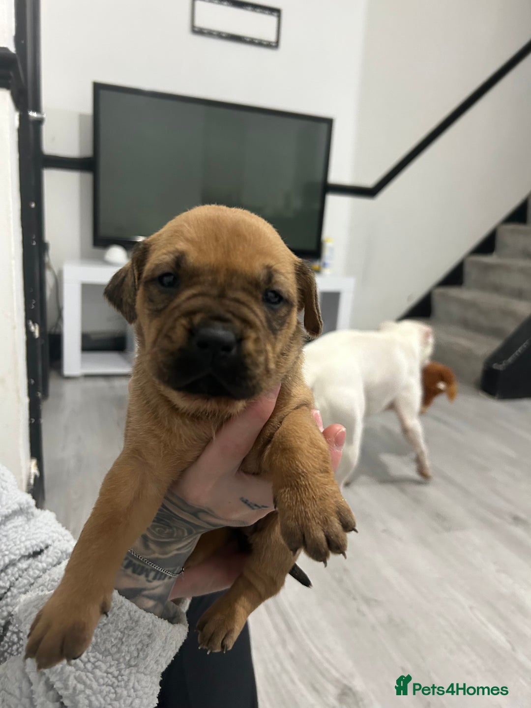 Mixed Breed dogs for sale: A beautiful litter of Rottweiler/staff/mastiffs - Advert 32