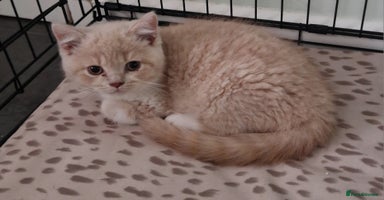 British Shorthair cats TWO BRITISH SHORTHAIR GCCF registered kittens - Advert 14